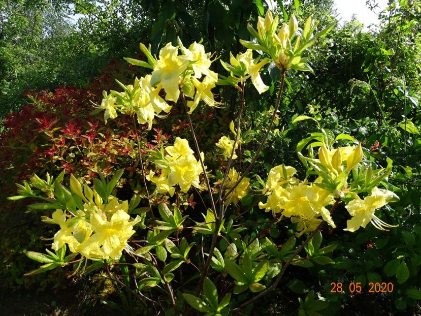azalea Goldtopas - Dobarland 2020 3