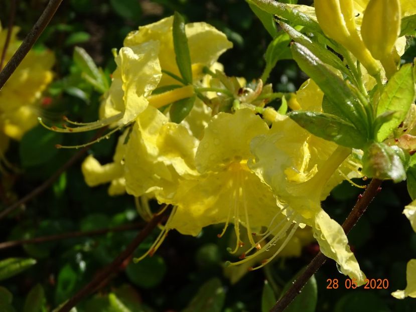 azalea Goldtopas - Dobarland 2020 3