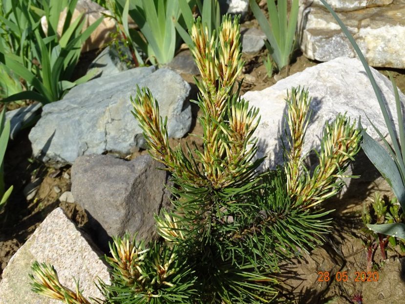 pinus mugo Sunshine - Stancarie 2020 - inceputuri
