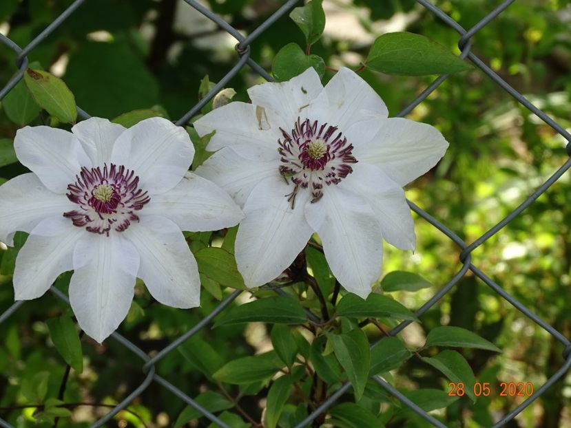 clematis Miss Bateman - Dobarland 2020 3