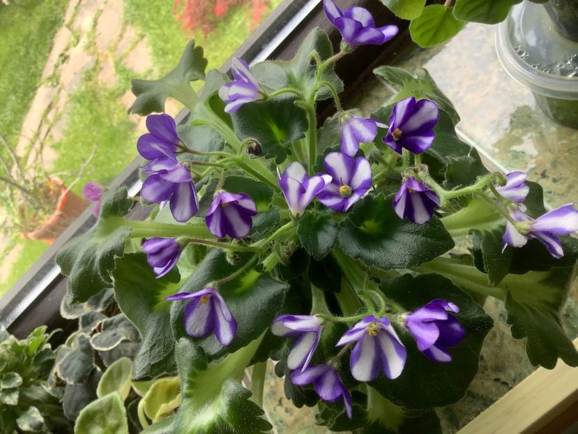 Norton s Elaine - AAAAViolete de colecție 2020