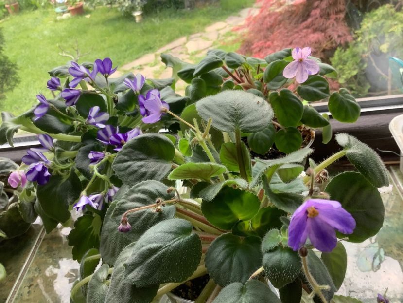  - AAAAViolete de colecție 2020