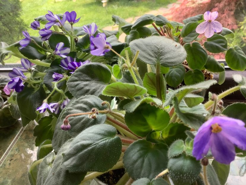  - AAAAViolete de colecție 2020