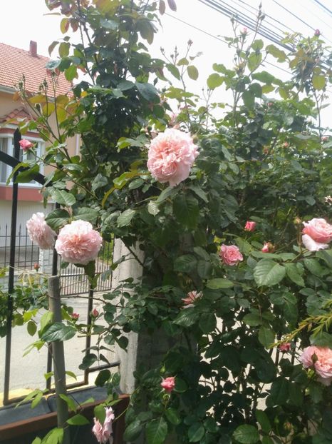 rose de tolbiac - Trandafiri 2020