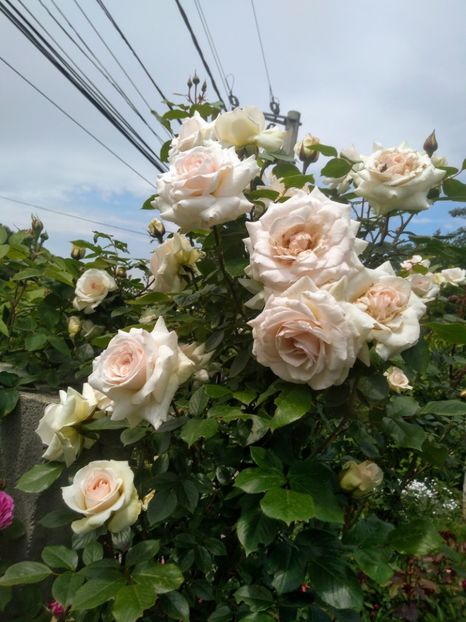 swan lake - Trandafiri 2020