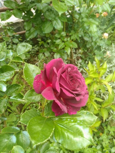 ebb tide - Trandafiri 2020