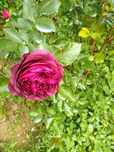 ebb tide - Trandafiri 2020