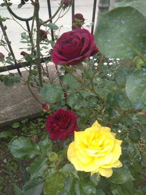 tradescant si friesia - Trandafiri 2020