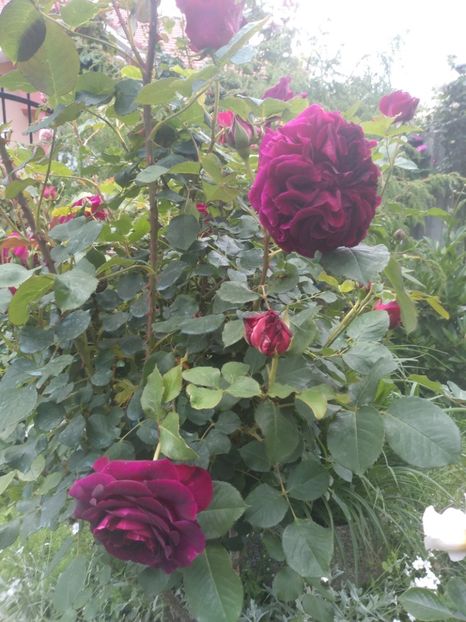 munstead wood - Trandafiri 2020