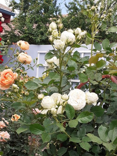  - Palais Royale 2020