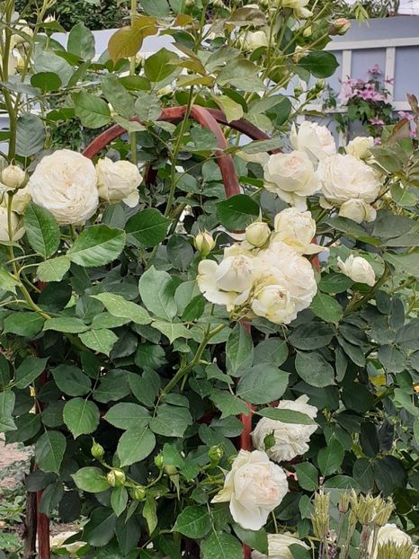  - Palais Royale 2020