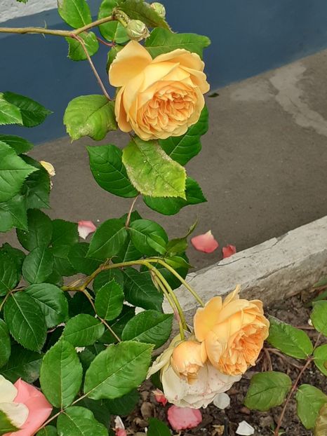  - Crown Princess Margareta 2020