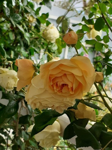  - Crown Princess Margareta 2020