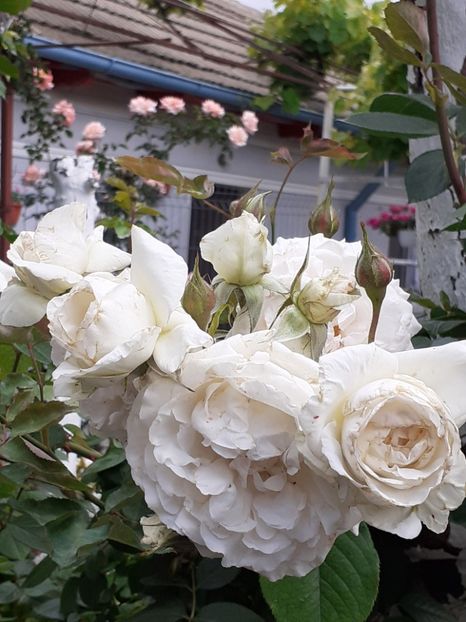 20200529_115726(0) - Swan Lake 2020