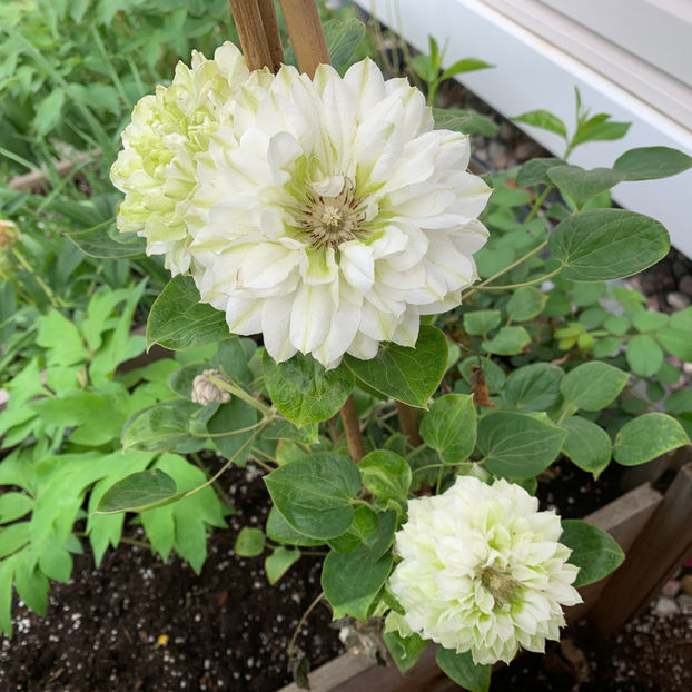  - Jurnalul gradinii 2020