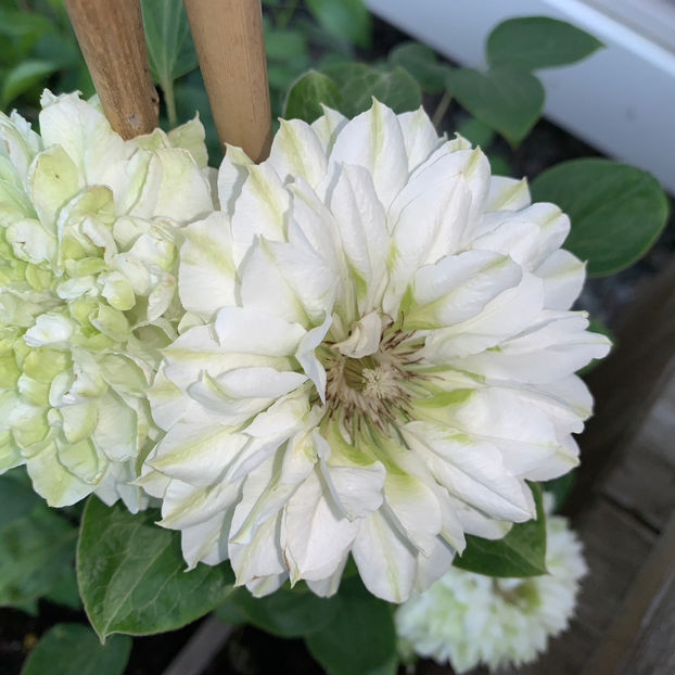 Clematis 'Duchess of Edinburgh' - Jurnalul gradinii 2020