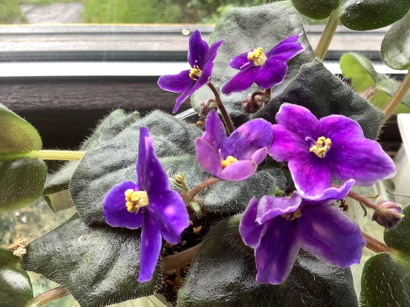 41B49D3E-DC1D-4959-AF27-CC376F4525BA - Neon Fireflies