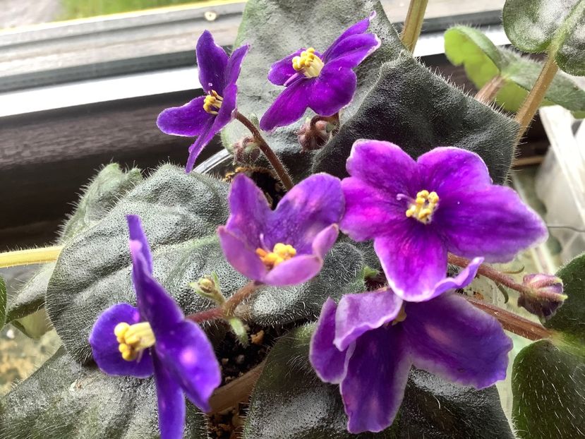 8DF56919-0DE8-4845-985E-D62FE40B2CFC - Neon Fireflies