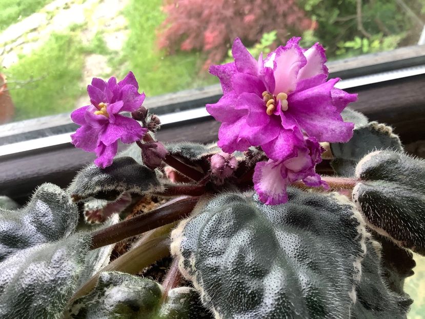 0F3D5650-E822-4902-849B-207F5B4064FB - Ma s Pink Beetles