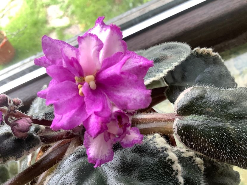 CDD2909E-950E-4802-A03B-D62536C15B73 - Ma s Pink Beetles