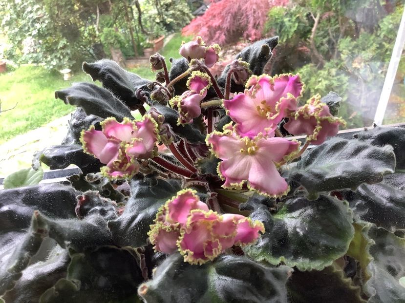 10958949-9167-4E55-9D2C-1232D106B486 - LE Hydrangea