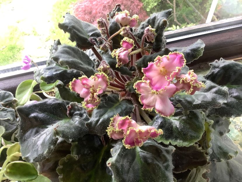 A226DE40-1B9B-4ED1-B436-AA38798857A0 - LE Hydrangea