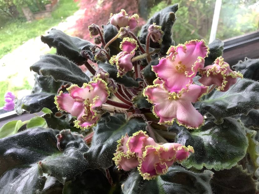 9241A6BA-21D9-4713-AE2B-A88EAFCE747C - LE Hydrangea