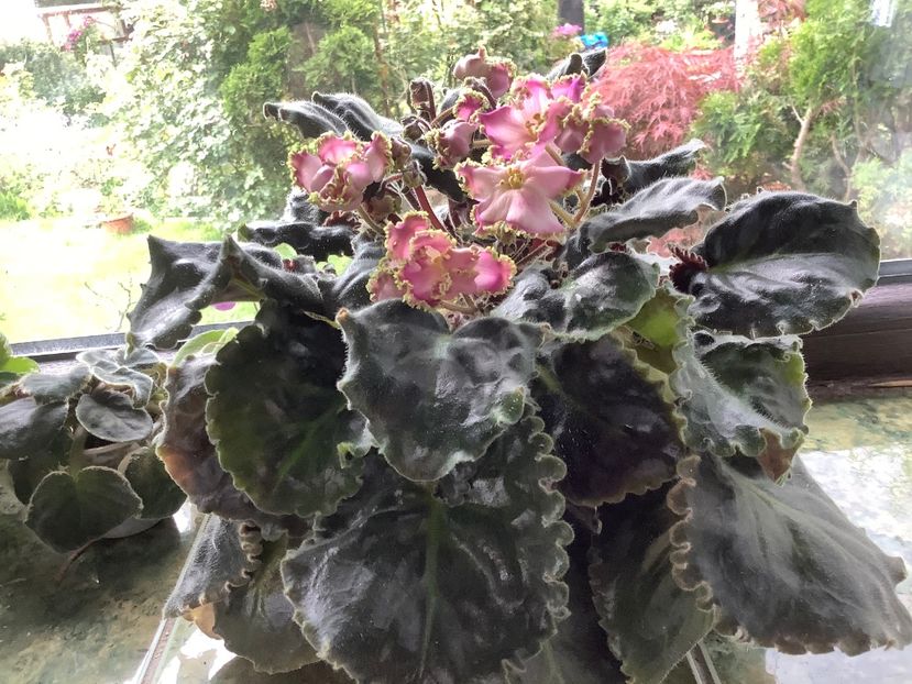 F9836073-BF37-4255-BA43-26C6D1E98531 - LE Hydrangea