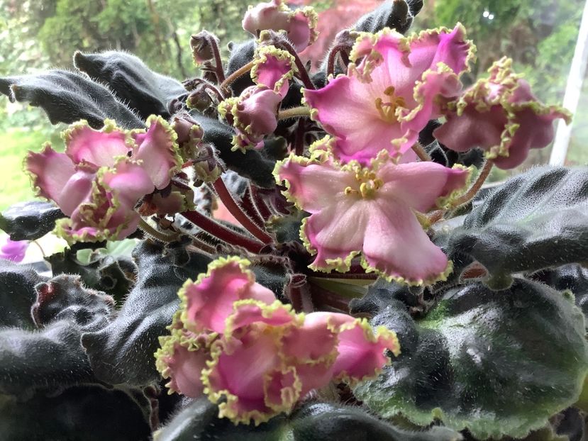 F686667A-C739-4C76-84ED-20A4AB2E7595 - LE Hydrangea