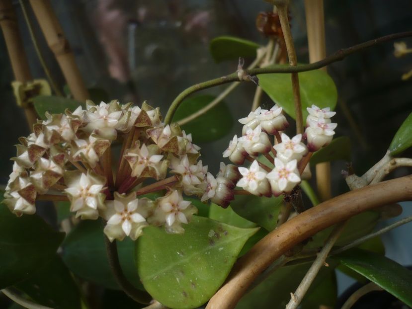 29.05.2020 - HOYA 2020-1