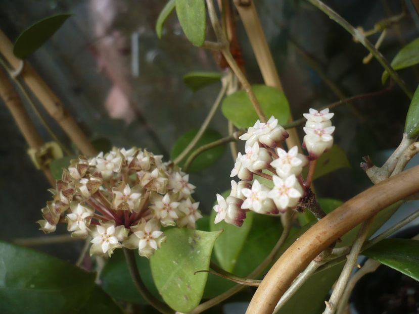 P1440275 - HOYA 2020-1