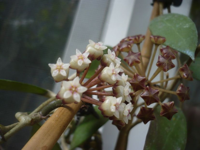 P1440277 - HOYA 2020-1