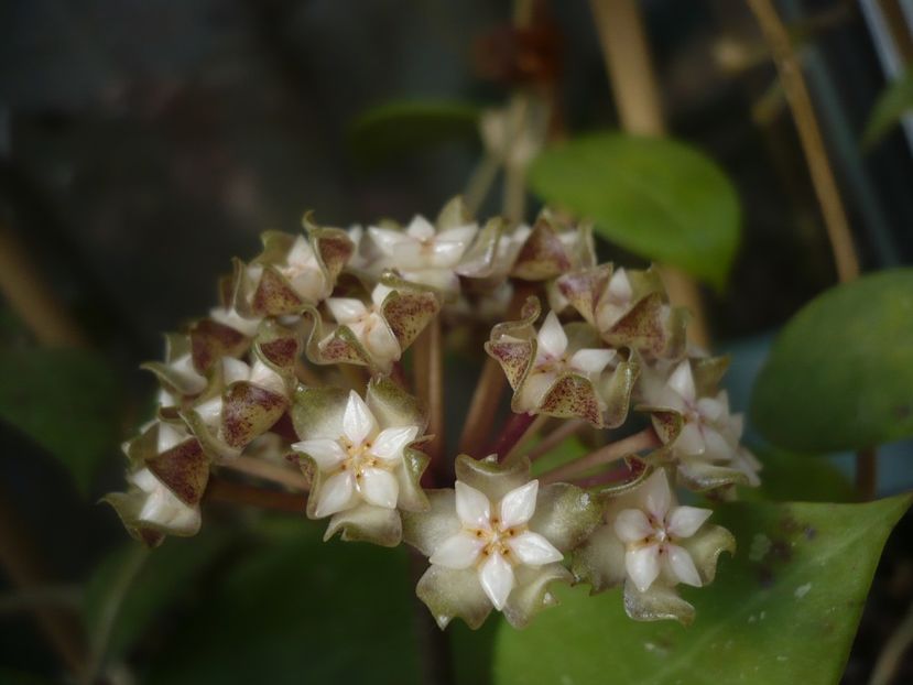 P1440278 - HOYA 2020-1