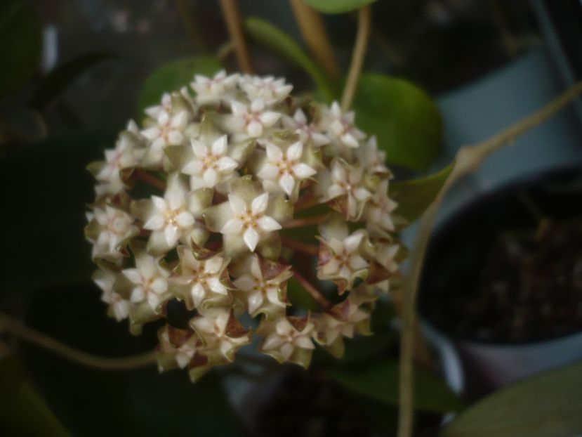 P1440280 - HOYA 2020-1