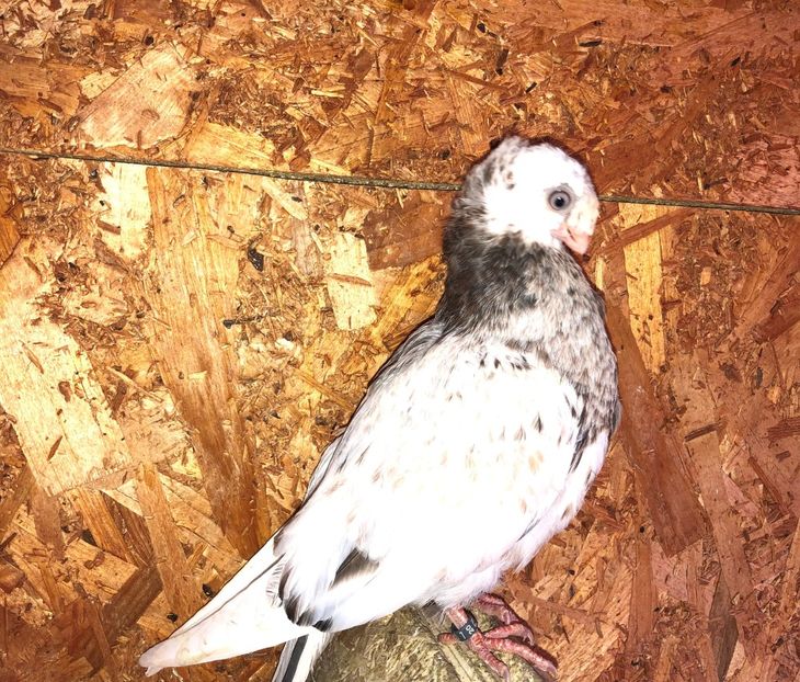 8516  femelă  2020_2 - pui 2020 BM