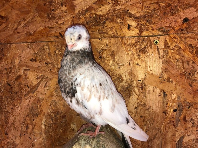 8516  femelă  2020_3 - pui 2020 BM