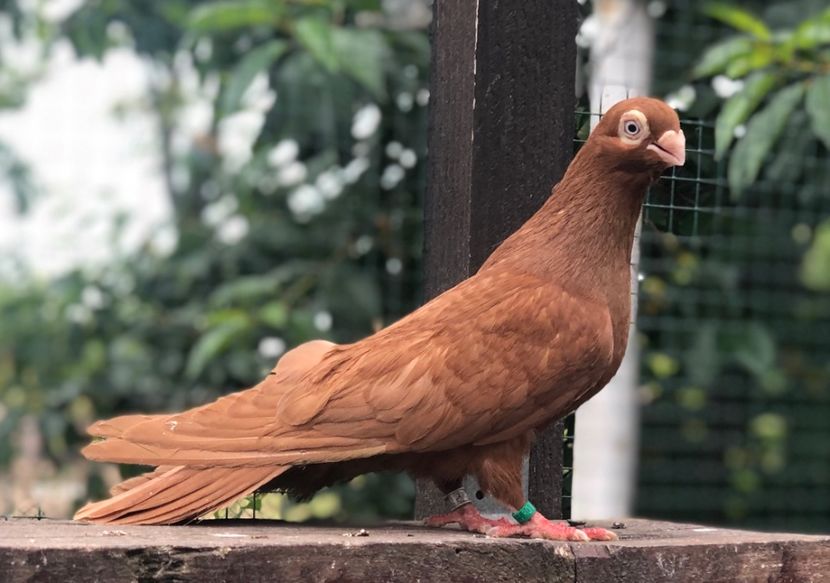 2CB95F14-4816-476C-8C70-96059E2D6807 - Poze noi