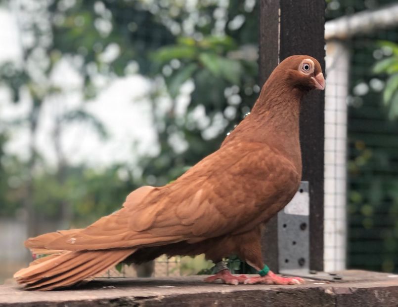 A79C2CAE-4024-4AA9-8266-CCF69DA55EB8 - Poze noi