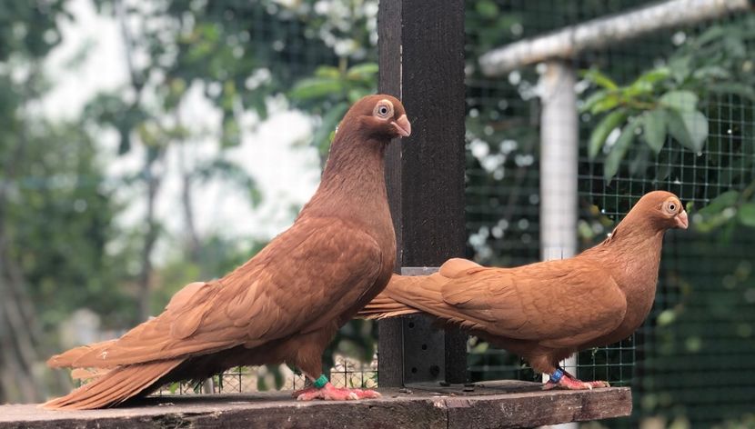 C56F7EFF-4C18-4A6A-8357-779FB12FD982 - Poze noi