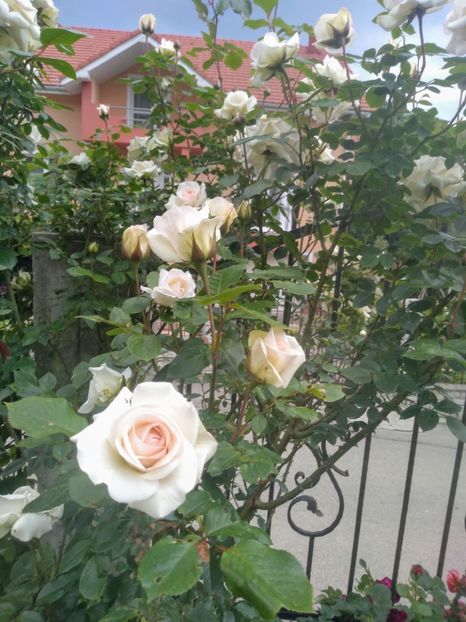 swan lake - Trandafiri 2020