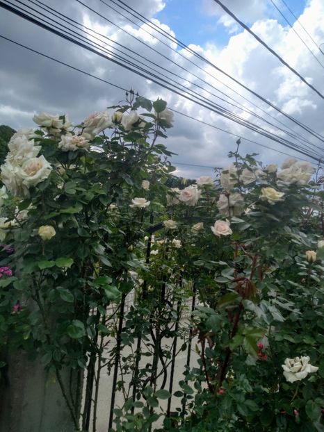 swan lake - Trandafiri 2020