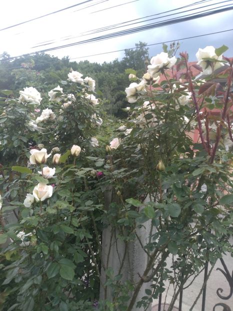 swan lake - Trandafiri 2020