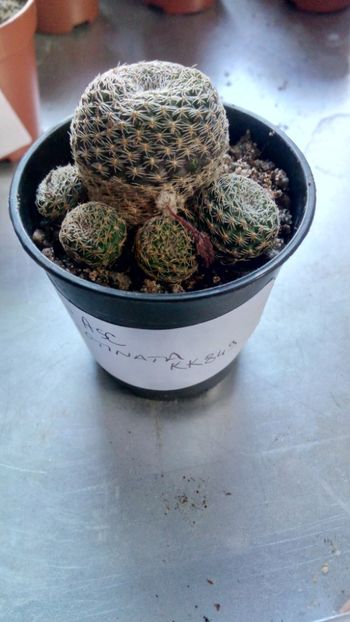 M. albopectinata KK 849 - Mediolobivia --rebutia