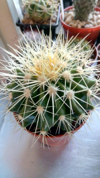 E. grusonii var. albispina - Echinocactus