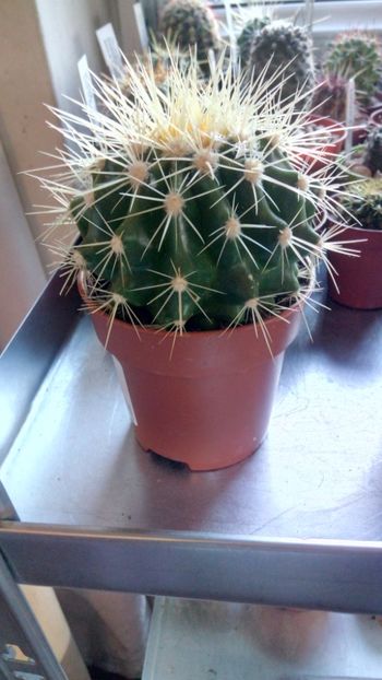 E. grusonii var. albispina - Echinocactus