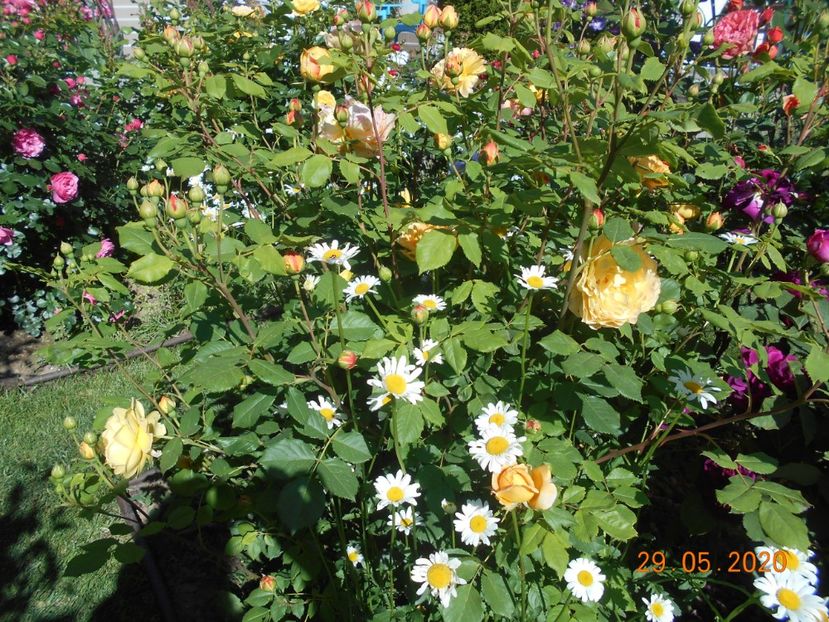  - Golden Celebration