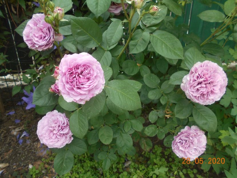  - Lavender Ice