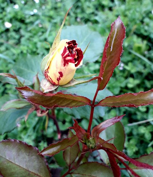  - TRANDAFIRI_2019_2020_2024