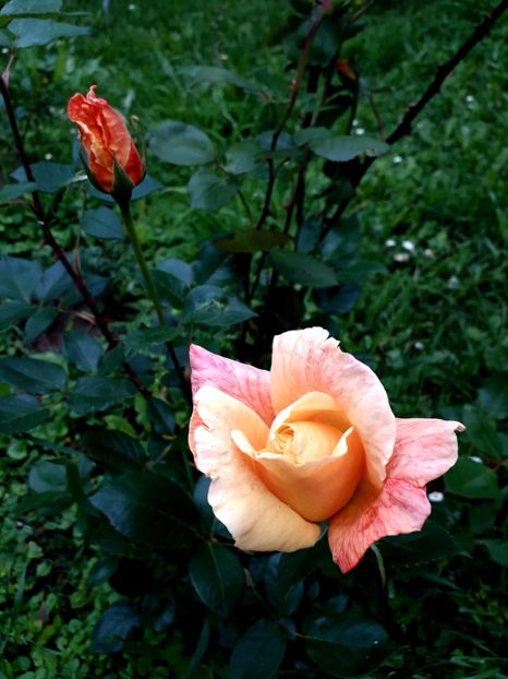  - TRANDAFIRI_2019_2020_2024