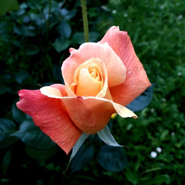  - TRANDAFIRI_2019_2020_2024